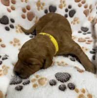 F1B Labradoodle Female - Yellow, a female Labradoodle and Poodle - Standard  for sale in Kershaw, SC – 1 of 3