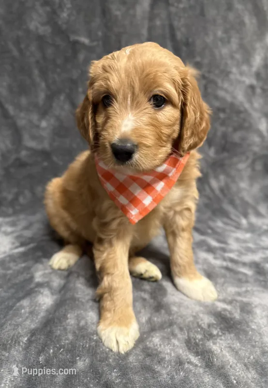 F1B Labradoodle Female - Tan – Labradoodle, Poodle - Standard  puppy for sale in Kershaw, SC