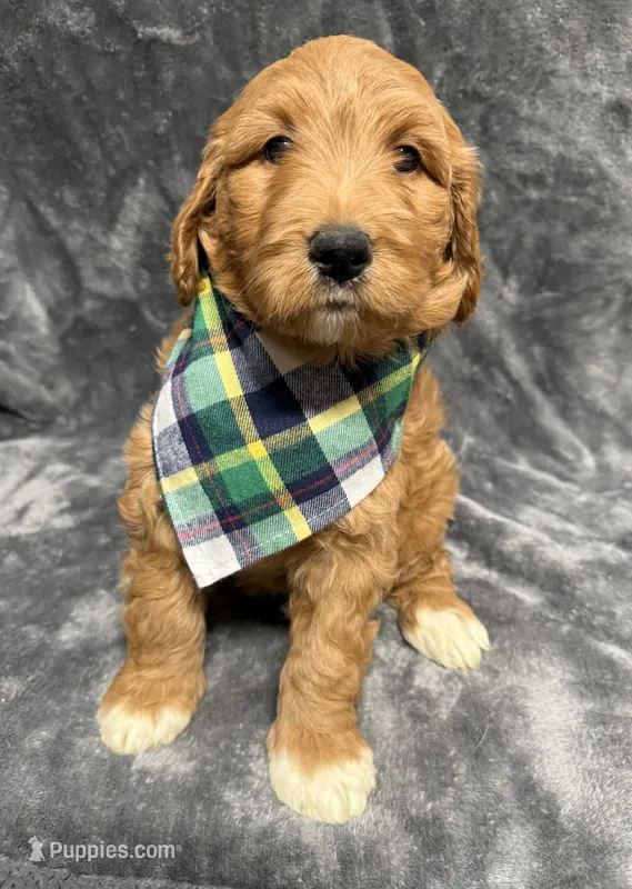 F1B Labradoodle Female - Green – Labradoodle, Poodle - Standard  puppy for sale in Kershaw, SC