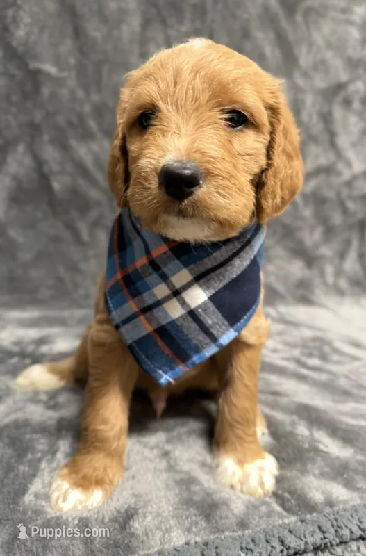 F1B Labradoodle Male - Blue – Labradoodle, Poodle - Standard  puppy for sale in Kershaw, SC