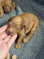 F1B Labradoodle Female - Purple, a female Labradoodle and Poodle - Standard  for sale in Kershaw, SC – 3 of 3