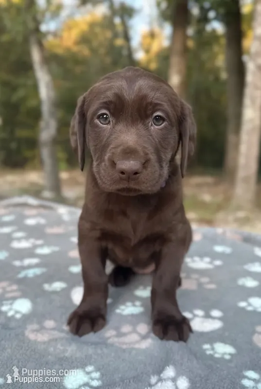 Chocolate Female - Purple Collar – Labrador Retriever puppy for sale in Kershaw, SC
