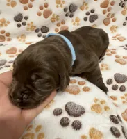 Chocolate Female - Reservation #3, a female Labrador Retriever for sale in Kershaw, SC – 2 of 3