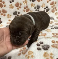 Chocolate Female - Reservation #3, a female Labrador Retriever for sale in Kershaw, SC – 3 of 3