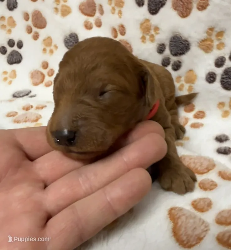 F1B Labradoodle Male - Red – Labradoodle, Poodle - Standard  puppy for sale in Kershaw, SC