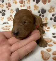 F1B Labradoodle Male - Red, a male Labradoodle and Poodle - Standard  for sale in Kershaw, SC – 1 of 3