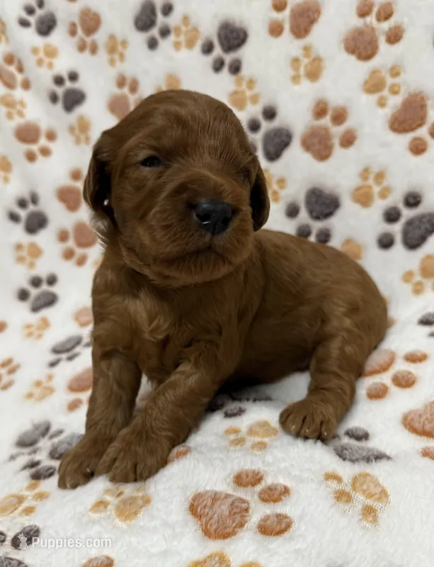 F1B Labradoodle Female - Silver – Labradoodle, Poodle - Standard  puppy for sale in Kershaw, SC