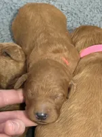 F1B Labradoodle Male - Red, a male Labradoodle and Poodle - Standard  for sale in Kershaw, SC – 2 of 3