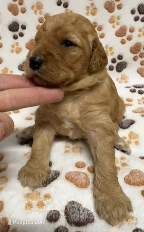 F1B Labradoodle Female - Yellow – Labradoodle, Poodle - Standard  puppy for sale in Kershaw, SC