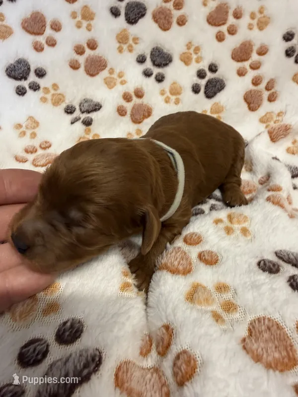 F1B Labradoodle Female - Silver – Labradoodle, Poodle - Standard  puppy for sale in Kershaw, SC