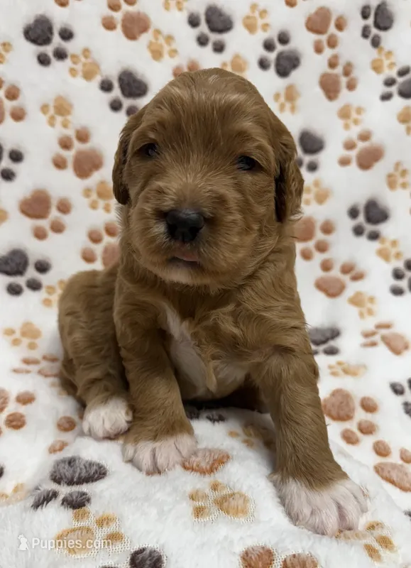 F1B Labradoodle Female - Green – Labradoodle, Poodle - Standard  puppy for sale in Kershaw, SC