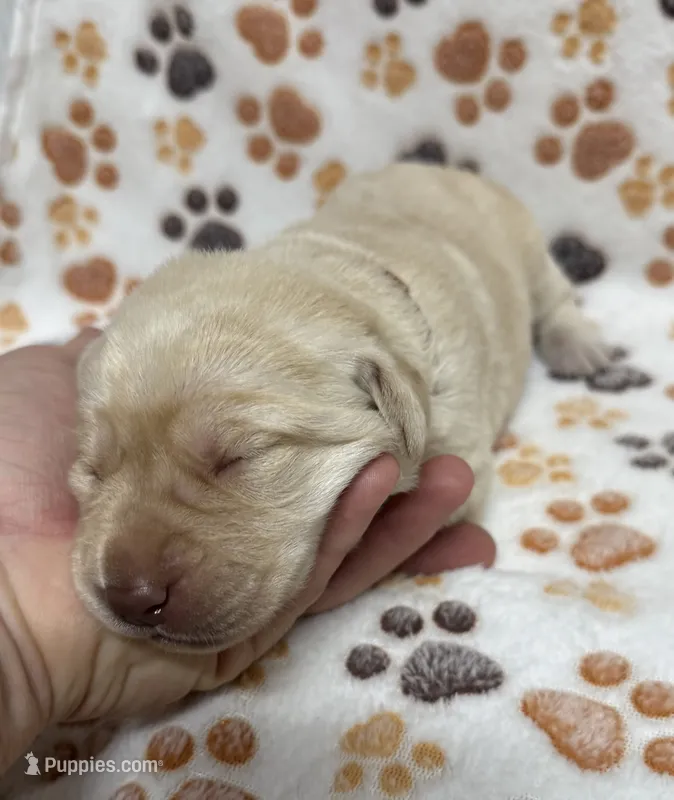 Yellow Female - Tan – Labrador Retriever puppy for sale in Kershaw, SC