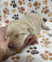 Yellow Female - Tan, a female Labrador Retriever for sale in Kershaw, SC – 1 of 3