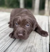 Chocolate Female - Purple Collar, a female Labrador Retriever for sale in Kershaw, SC – 4 of 4