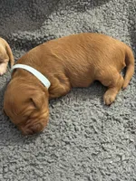 F1B Labradoodle Female - Baby Blue, a female Labradoodle and Poodle - Standard  for sale in Kershaw, SC – 2 of 3