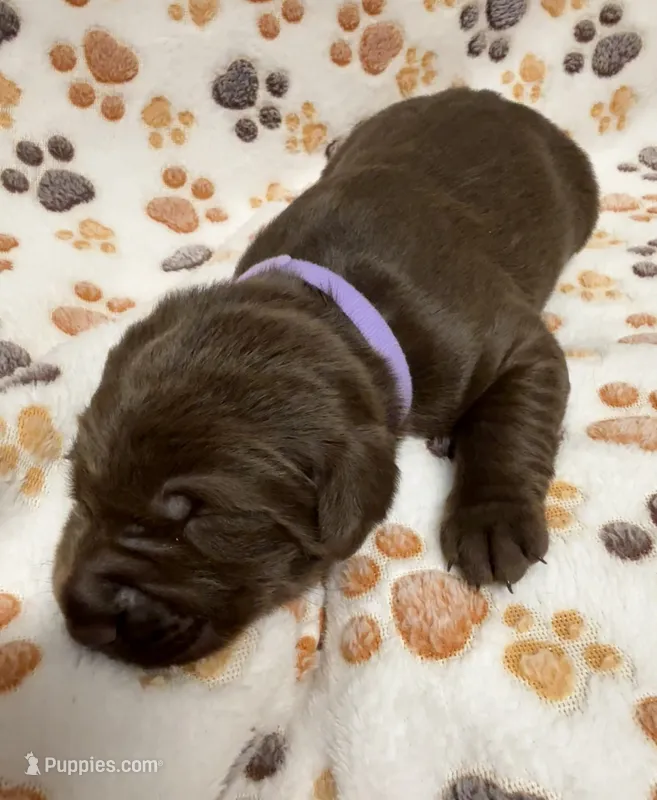 Chocolate Female - Reservation #3 – Labrador Retriever puppy for sale in Kershaw, SC