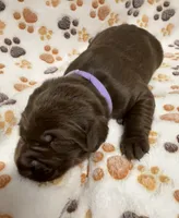 Chocolate Female - Reservation #3, a female Labrador Retriever for sale in Kershaw, SC – 1 of 3
