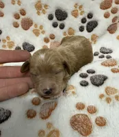 F1B Labradoodle Male - Blue, a male Labradoodle and Poodle - Standard  for sale in Kershaw, SC – 2 of 4