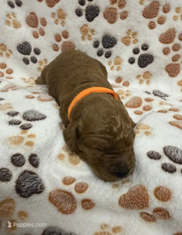 F1B Labradoodle Male - Orange – Labradoodle, Poodle - Standard  puppy for sale in Kershaw, SC