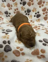 F1B Labradoodle Male - Orange, a male Labradoodle and Poodle - Standard  for sale in Kershaw, SC – 1 of 3