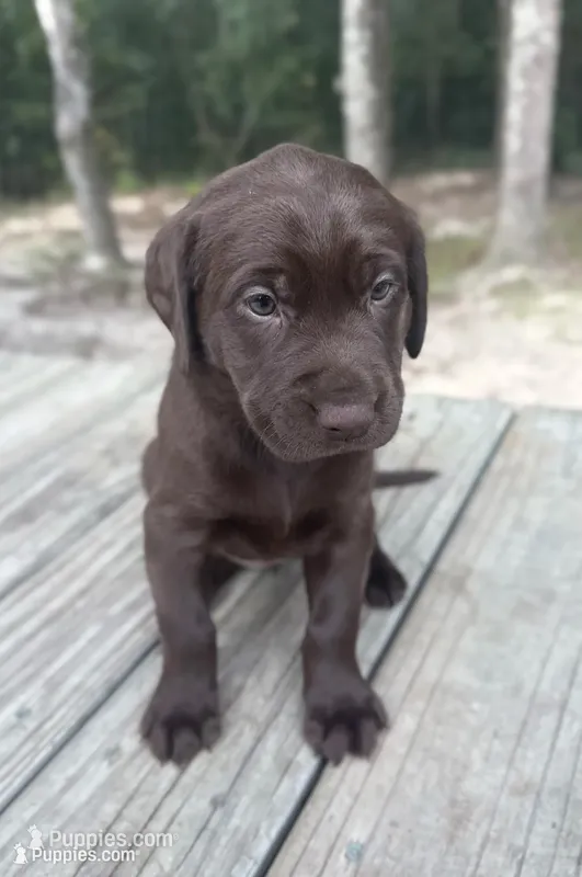 Chocolate Female - Purple Collar – Labrador Retriever puppy for sale in Kershaw, SC