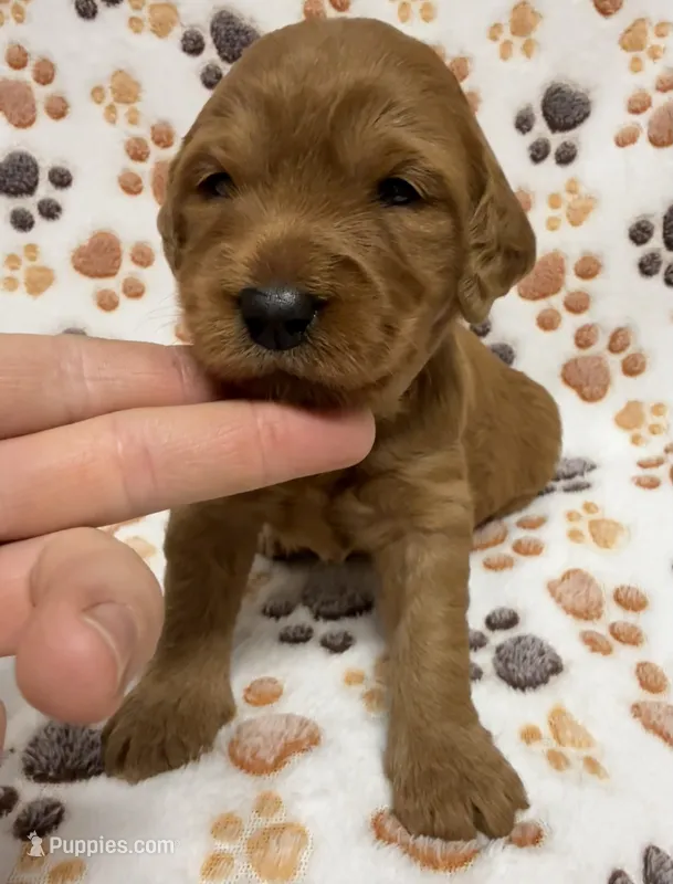 F1B Labradoodle Female - Baby Blue – Labradoodle, Poodle - Standard  puppy for sale in Kershaw, SC