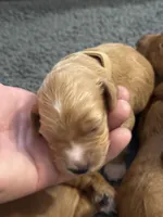 F1B Labradoodle Female - Tan, a female Labradoodle and Poodle - Standard  for sale in Kershaw, SC – 3 of 3
