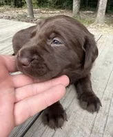 Chocolate Female - Purple Collar, a female Labrador Retriever for sale in Kershaw, SC – 3 of 4