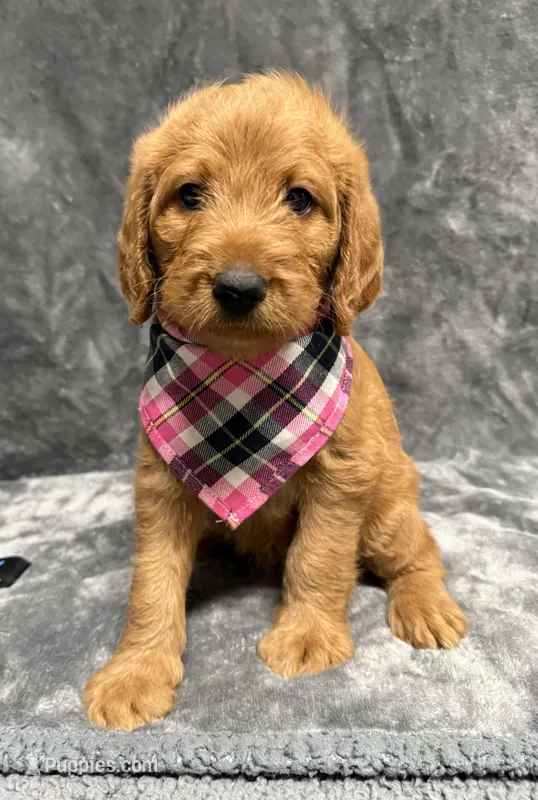 F1B Labradoodle Female - Pink – Labradoodle, Poodle - Standard  puppy for sale in Kershaw, SC