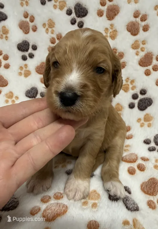 F1B Labradoodle Female - Tan – Labradoodle, Poodle - Standard  puppy for sale in Kershaw, SC