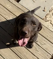 Laney , a female Labrador Retriever for sale in Kershaw, SC – Photo 2 of 8