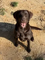 Laney , a female Labrador Retriever for sale in Kershaw, SC – Photo 6 of 8