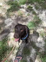 Laney , a female Labrador Retriever for sale in Kershaw, SC – Photo 8 of 8