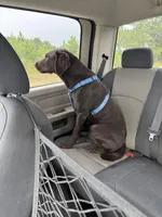 Laney , a female Labrador Retriever for sale in Kershaw, SC – Photo 7 of 8