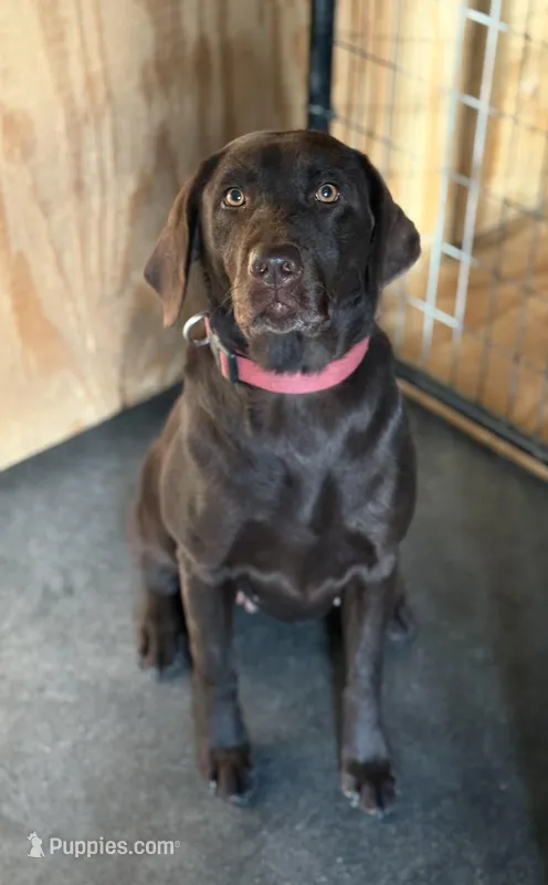 Laney  – Labrador Retriever puppy for sale in Kershaw, SC