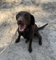 Laney , a female Labrador Retriever for sale in Kershaw, SC – Photo 4 of 8