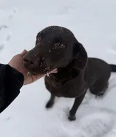 Laney , a female Labrador Retriever for sale in Kershaw, SC – Photo 3 of 8