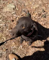 Laney , a female Labrador Retriever for sale in Kershaw, SC – Photo 5 of 8