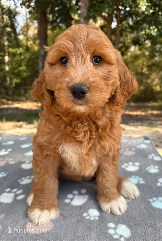 F1B Labradoodle Female - Green – Labradoodle, Poodle - Standard  puppy for sale in Kershaw, SC