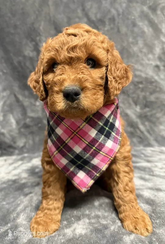 F1B Labradoodle Female - Purple – Labradoodle, Poodle - Standard  puppy for sale in Kershaw, SC