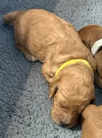 F1B Labradoodle Female - Yellow, a female Labradoodle and Poodle - Standard  for sale in Kershaw, SC – 3 of 3