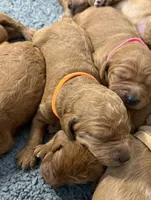 F1B Labradoodle Male - Orange, a male Labradoodle and Poodle - Standard  for sale in Kershaw, SC – 3 of 3