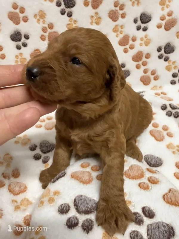F1B Labradoodle Male - Red – Labradoodle, Poodle - Standard  puppy for sale in Kershaw, SC