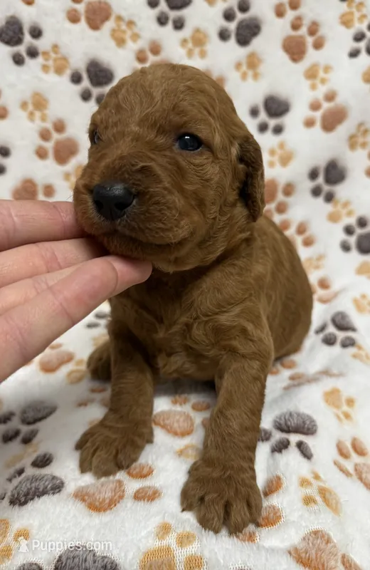 F1B Labradoodle Male - Orange – Labradoodle, Poodle - Standard  puppy for sale in Kershaw, SC
