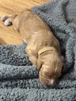 F1B Labradoodle Female - Tan, a female Labradoodle and Poodle - Standard  for sale in Kershaw, SC – 2 of 3