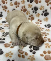 Yellow Female - Tan, a female Labrador Retriever for sale in Kershaw, SC – 3 of 3