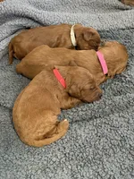 F1B Labradoodle Male - Red, a male Labradoodle and Poodle - Standard  for sale in Kershaw, SC – 3 of 3