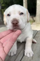 Yellow Female - Green Collar, a female Labrador Retriever for sale in Kershaw, SC – 2 of 4