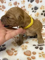 F1B Labradoodle Female - Yellow, a female Labradoodle and Poodle - Standard  for sale in Kershaw, SC – 2 of 3