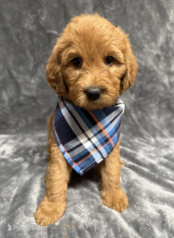 F1B Labradoodle Female - Baby Blue – Labradoodle, Poodle - Standard  puppy for sale in Kershaw, SC